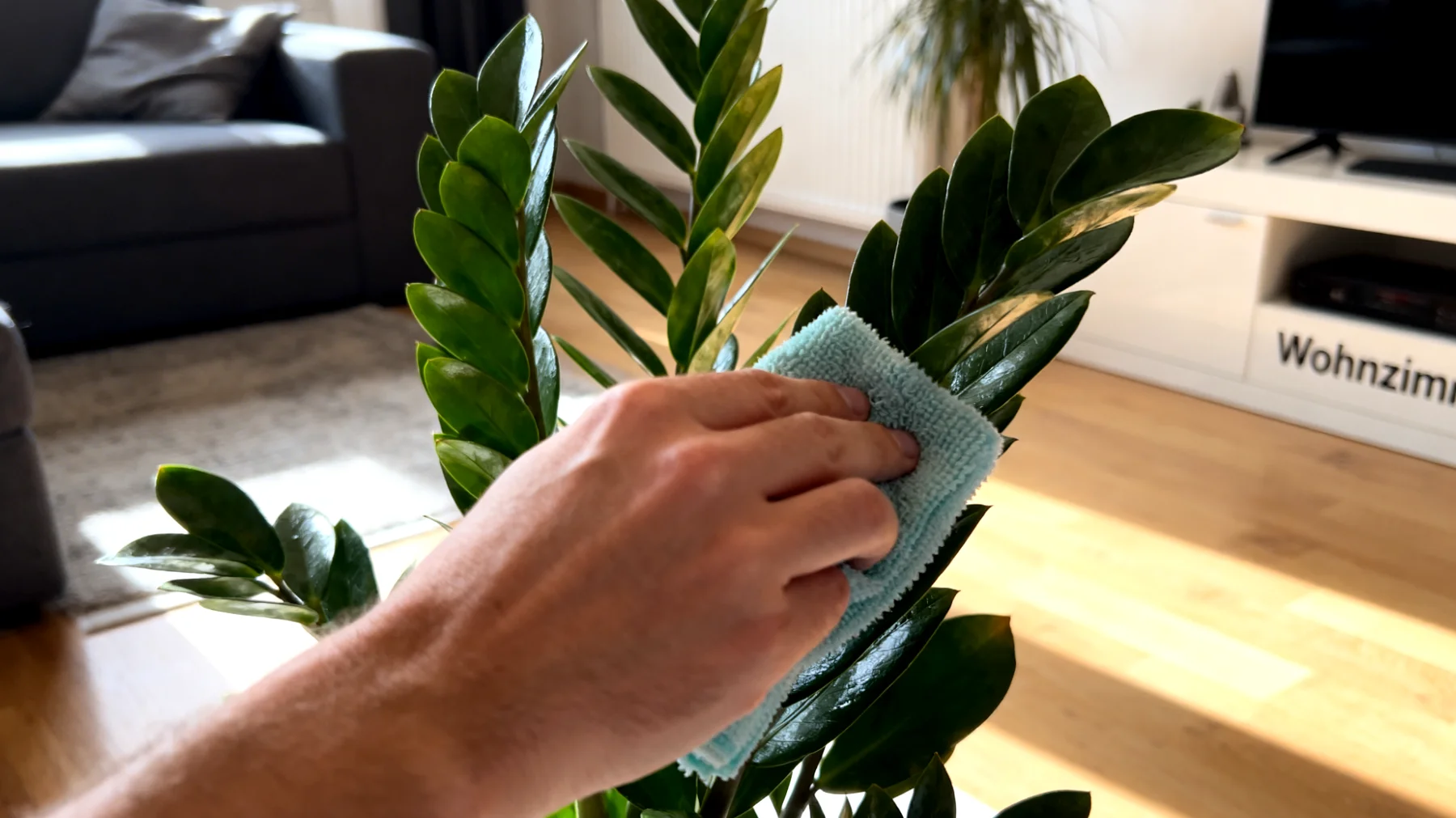 Glücksfeder (Zamioculcas)"