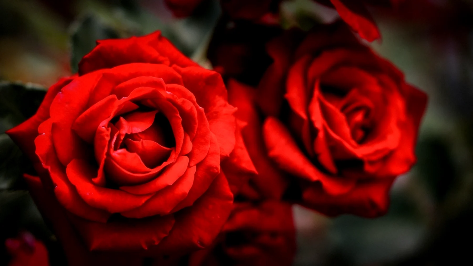 Rote Rosen2026-04-01T04:57:43.601Z"