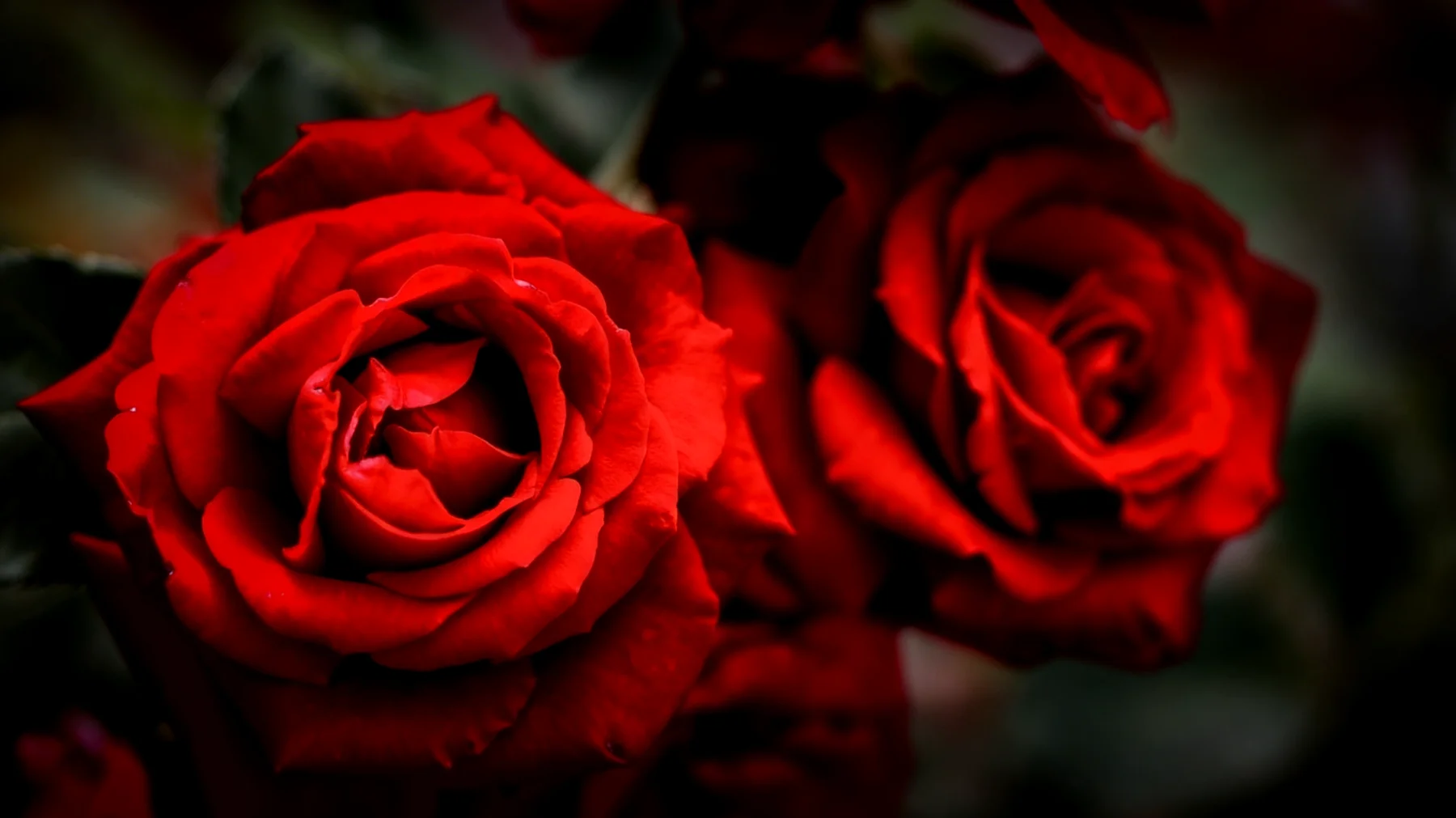 Rote Rosen2026-04-09T04:53:06.117Z"